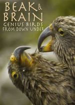 Watch Beak & Brain - Genius Birds from Down Under Online Vodlocker