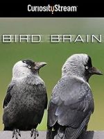 Watch Bird Brain Online Vodlocker