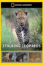 Watch National Geographic: Stalking Leopards Vodlocker