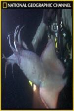 Watch National Geographic Hooked Squid Invasion Vodlocker