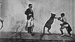 Watch The Boxing Kangaroo (Short 1896) Vodlocker