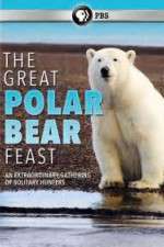 Watch The Great Polar Bear Feast Vodlocker
