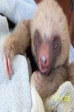 Watch Too Cute! Baby Sloths Vodlocker