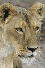 Watch Last Lioness: National Geographic Vodlocker