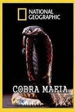Watch National Geographic Cobra Mafia Vodlocker