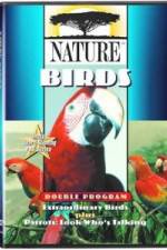 Watch PBS Nature - Extraordinary Birds Vodlocker