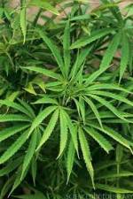 Watch Cannabis Whats The Harm Part 1 Vodlocker