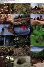 Watch National Geographic Wild - City Of Ants Vodlocker