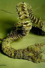 Watch Mongolian Death Worm Vodlocker
