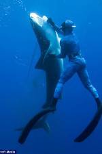 Watch Dive to Tiger Shark Central Vodlocker