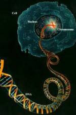 Watch Horizon: Miracle Cure? A Decade of the Human Genome Vodlocker