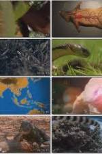 Watch National Geographic Wild : Deadliest Animals Asia Pacific Vodlocker