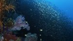 Watch Wild Window: Bejeweled Fishes Vodlocker