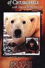 Watch The Polar Bears of Churchill with Ewan McGregor Vodlocker