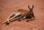 Watch Big Red: The Kangaroo King Vodlocker
