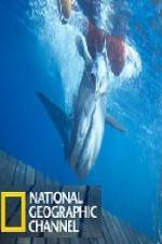 Watch National Geographic Shark Men Surfs Up Vodlocker
