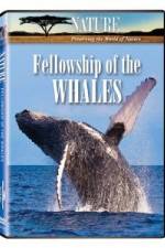 Watch Fellowship Of The Whales Vodlocker