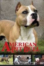 Watch American Pit Bull Vodlocker