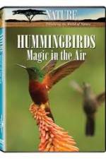 Watch Hummingbirds Magic in the Air Vodlocker