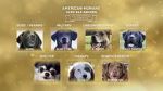 Watch American Humane Hero Dog Awards: 10th Anniversary Celebration (TV Special 2020) Vodlocker