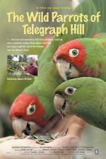 Watch The Wild Parrots of Telegraph Hill Vodlocker