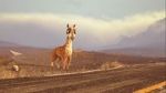 Watch Caminandes: Llama Drama (Short 2014) Vodlocker