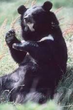 Watch National Geographic Wild : Black Bears Unleashed Vodlocker