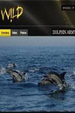 Watch National Geographic Wild Dolphin Army Vodlocker
