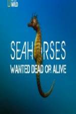Watch National Geographic - Wild Seahorses Wanted Dead Or Alive Vodlocker
