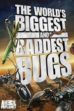 Watch Worlds Biggest and Baddest Bugs Vodlocker