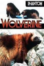 Watch National Geographic  Phantom Wolverine Vodlocker