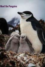Watch Meet the Penguins Vodlocker