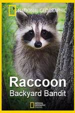 Watch Raccoon: Backyard Bandit Vodlocker