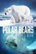 Watch Polar Bears Ice Bear Vodlocker