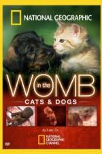 Watch National Geographic In The Womb Cats Online Vodlocker