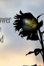 Watch The Sunflower and the Sun God Vodlocker