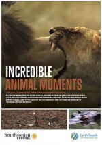 Watch Incredible Animal Moments Vodlocker