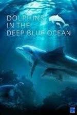 Watch Dolphins in the Deep Blue Ocean Vodlocker