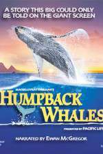 Watch Humpback Whales Vodlocker