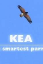 Watch Kea - The Smartest Parrot Vodlocker