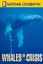 Watch National Geographic: Whales in Crisis Vodlocker
