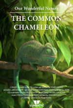 Watch Our Wonderful Nature - The Common Chameleon Vodlocker