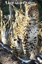 Watch National Geographic Leopard Queen Vodlocker