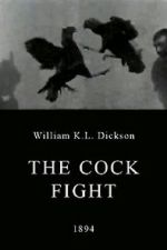 Watch The Cock Fight Vodlocker