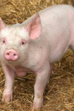 Watch Patent For A Pig: The Big Business of Genetics Vodlocker