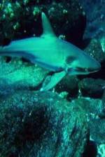 Watch National Geographic: Secret Shark Pits Vodlocker
