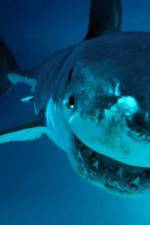 Watch National Geographic. Shark attacks investigated Vodlocker