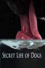 Watch Secret Life of Dog Vodlocker