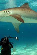 Watch Dive To Tiger Shark Central Vodlocker