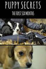 Watch Puppy Secrets: The First Six Months Vodlocker